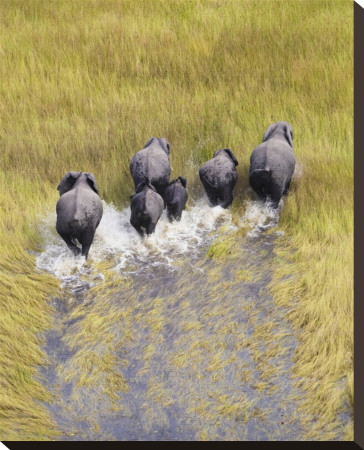 Elephants Making Way Stretched Canvas Print Elephants Making Way Stretched Canvas Print