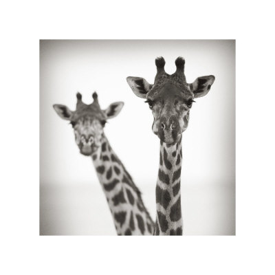Timeless Africa I Giclee Print Timeless Africa I Giclee Print