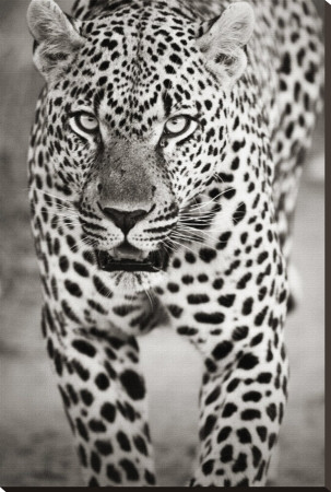 Leopard Portrait Stretched Canvas Print Leopard Portrait Stretched Canvas Print