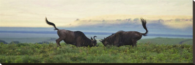 Sparring Wildebeest Stretched Canvas Print Sparring Wildebeest Stretched Canvas Print