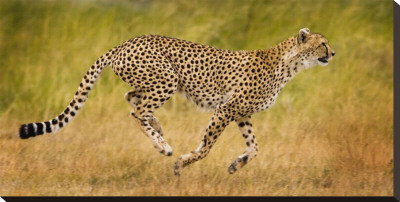 Running Cheetah Stretched Canvas Print Running Cheetah Stretched Canvas Print