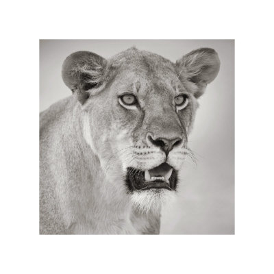 Timeless Africa II Giclee Print Timeless Africa II Giclee Print