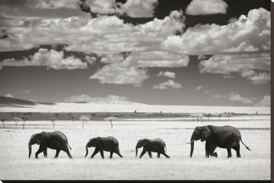 Elephants and Clouds Stretched Canvas Print Elephants and Clouds Stretched Canvas Print