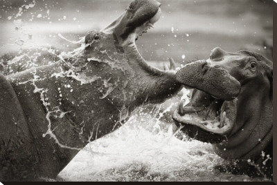 Hippo Battle Stretched Canvas Print Hippo Battle Stretched Canvas Print