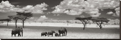 The Elephant Family Stretched Canvas Print The Elephant Family Stretched Canvas Print