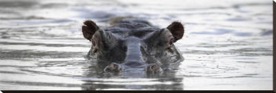 Hippo in Pool Stretched Canvas Print Hippo in Pool Stretched Canvas Print