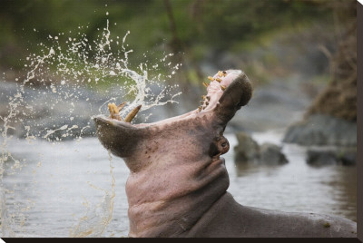 Hippo Yawn Stretched Canvas Print Hippo Yawn Stretched Canvas Print