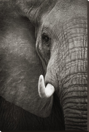 Elephant Portrait Stretched Canvas Print Elephant Portrait Stretched Canvas Print