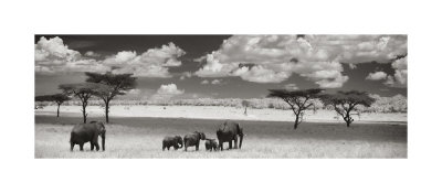 The Elephant Family Giclee Print The Elephant Family Giclee Print