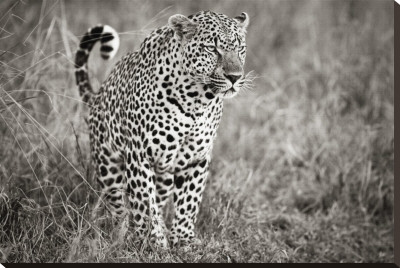 Leopard in Grass Stretched Canvas Print Leopard in Grass Stretched Canvas Print