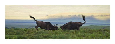 Sparring Wildebeest Giclee Print Sparring Wildebeest Giclee Print