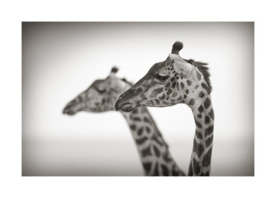 Two of a Kind I Giclee Print Two of a Kind I Giclee Print