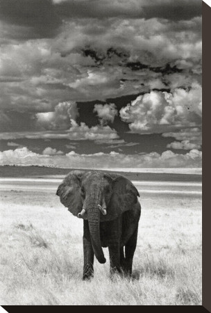 Lone Elephant Stretched Canvas Print Lone Elephant Stretched Canvas Print