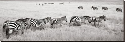 Zebras in a Row Stretched Canvas Print Zebras in a Row Stretched Canvas Print