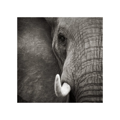 Timeless Africa III Giclee Print Timeless Africa III Giclee Print