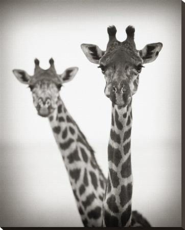 Two of a Kind II Stretched Canvas Print Two of a Kind II Stretched Canvas Print