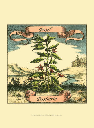 Basil Print Basil Print