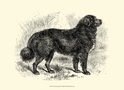 Newfoundland Print Newfoundland Print