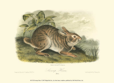 Swamp Hare Print Swamp Hare Print