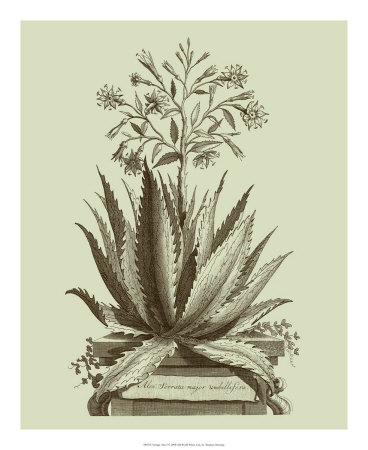 Vintage Aloe I Print Vintage Aloe I Print