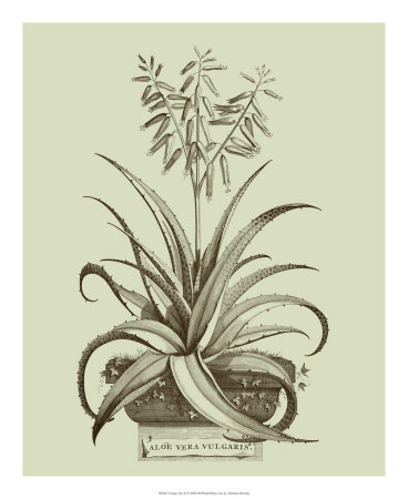 Vintage Aloe II Print Vintage Aloe II Print