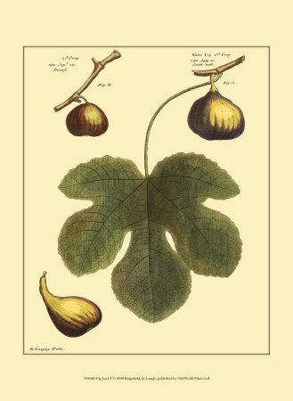 Fig Leaf I Print Fig Leaf I Print