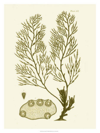 Dramatic Seaweed IV Print Dramatic Seaweed IV Print