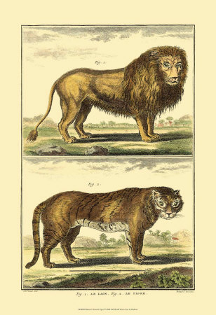 Lion and Tiger Print Lion and Tiger Print