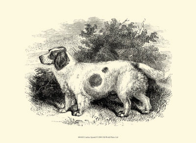 Clumber Spaniel Print Clumber Spaniel Print