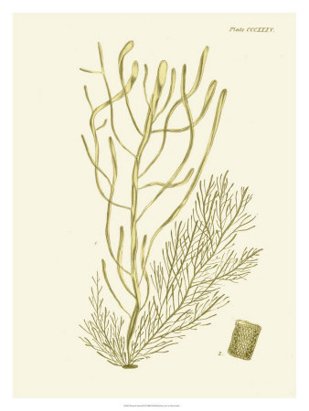 Dramatic Seaweed III Print Dramatic Seaweed III Print