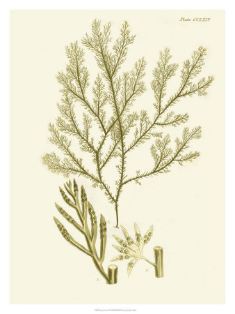 Dramatic Seaweed I Print Dramatic Seaweed I Print