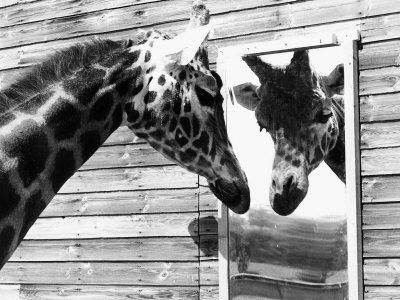 Maxi the Giraffe Gazing at Reflection in Mirror, 1980 Stretched Canvas Print