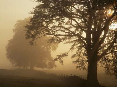 Autumn Morning, Near Dryman, Stirling, Scotland Stretched Canvas Print
