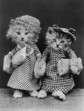 Dressed up kittens