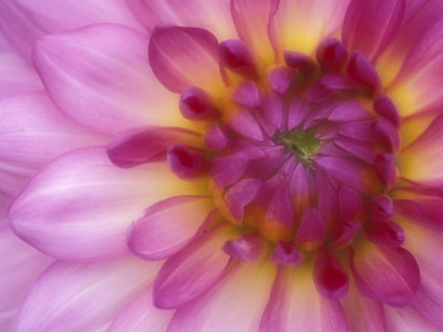 Dahlia, Sammamish, Washington, USA Stretched Canvas Print