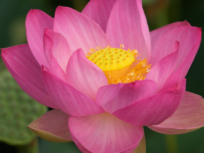 Perry's Water Garden, Lotus Blossom, Franklin, North Carolina, USA Stretched Canvas Print