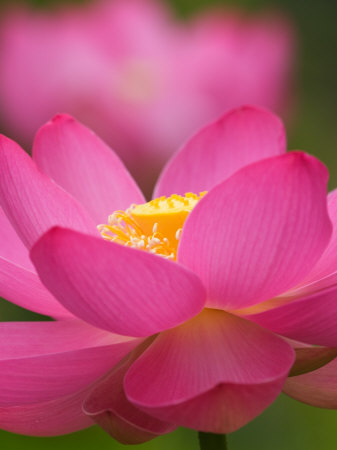 Perry's Water Garden, Lotus Blossom, Franklin, North Carolina, USA Stretched Canvas Print