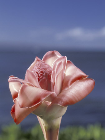 Torch Ginger and Blue Sky, Maui, Hawaii, USA Stretched Canvas Print