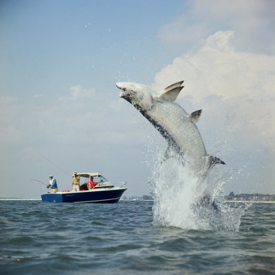 Tarpon Fishing, Miami, Florida