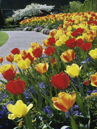 Tulips Buchart Garden Victoria British Columbia, Canada Stretched Canvas Print