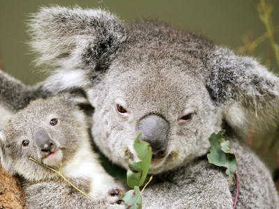 An 8-Month-Old Koala Joey Stretched Canvas Print