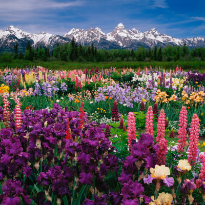 Iris and Lupin Garden, Teton Range Stretched Canvas Print