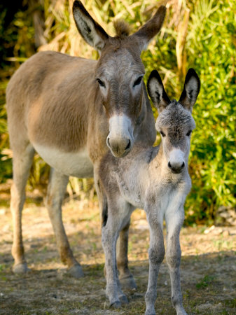 Baby+donkeys+for+sale