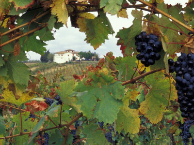 Farmhouse View Through Grapevine, Tuscany, Italy Stretched Canvas Print