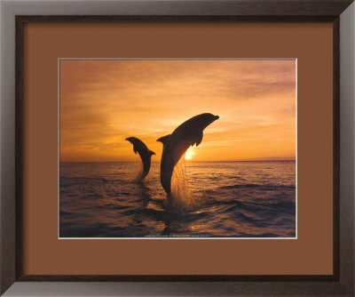 Two dolphins Framed Print Two dolphins Framed Print