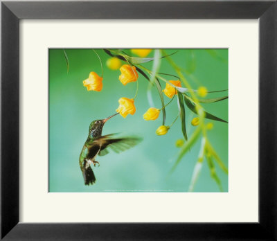 Humming Bird Framed Print Humming Bird Framed Print