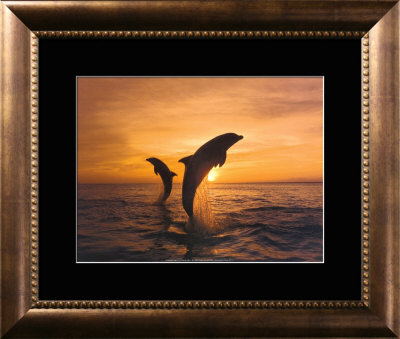 Two dolphins Framed Print Two dolphins Framed Print