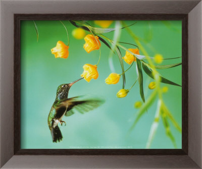 Humming Bird Framed Print Humming Bird Framed Print