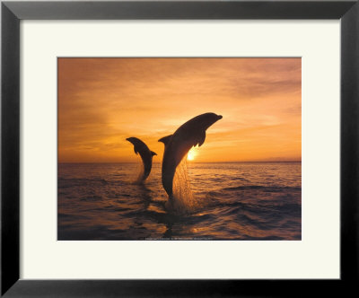 Two dolphins Framed Print Two dolphins Framed Print