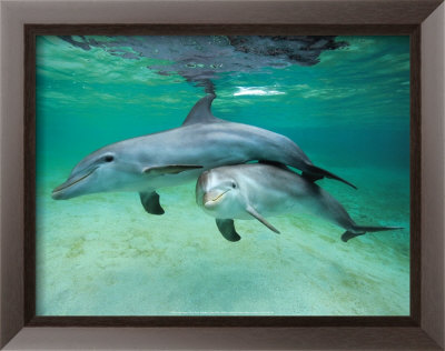 Dolphins Framed Print Dolphins Framed Print
